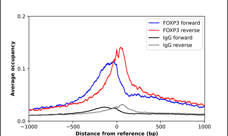ChIP - Anti-FOXP3 Antibody (AB327229)