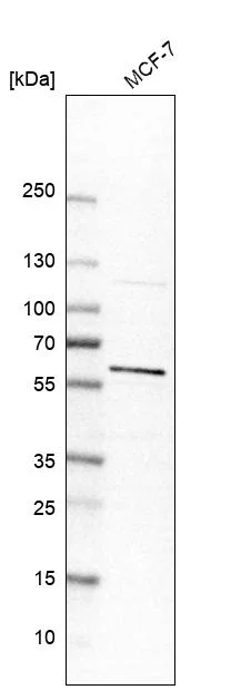 Western blot - Anti-FOXP3 Antibody (AB327229)