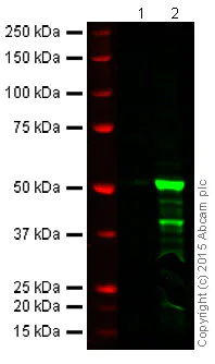 Western blot - Anti-FOXP3 antibody [EPR15038-69] (AB191416)