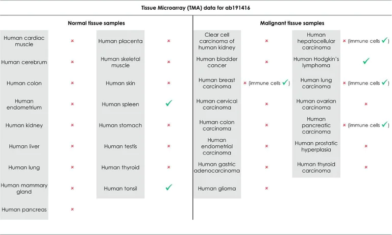 Immunohistochemistry (Formalin/PFA-fixed paraffin-embedded sections) - Anti-FOXP3 antibody [EPR15038-69] - BSA and Azide free (AB216000)