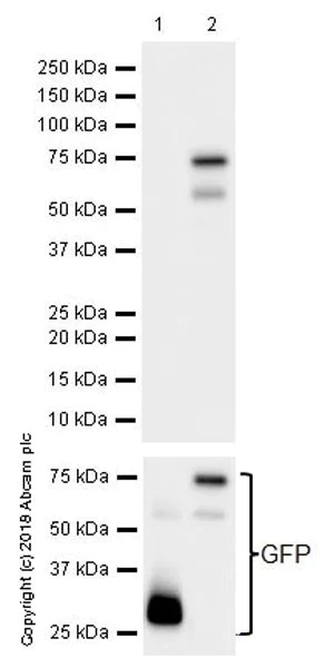 Western blot - Anti-FOXP3 antibody [EPR22102-37] (AB215206)