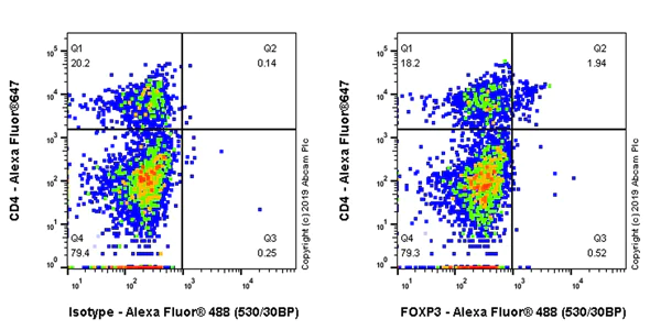 Flow Cytometry (Intracellular) - Anti-FOXP3 antibody [EPR22102-37] - BSA and Azide free (AB244242)