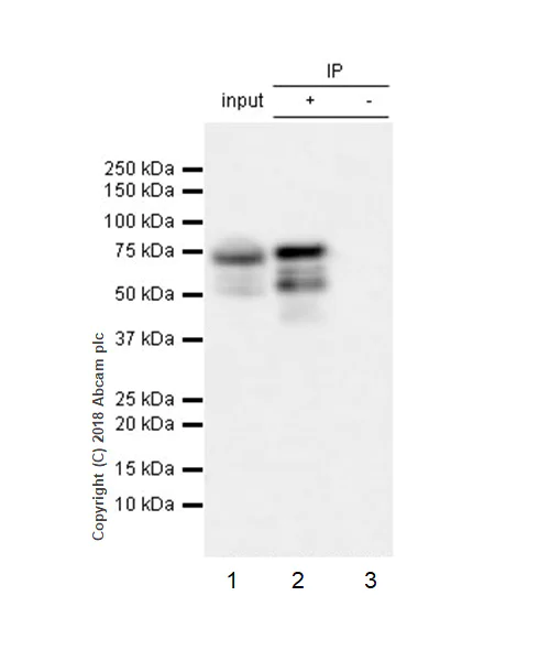 Immunoprecipitation - Anti-FOXP3 antibody [EPR22102-37] - BSA and Azide free (AB244242)
