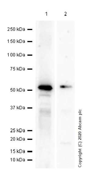 Western blot - Anti-FOXP3 antibody [EPR22102-37] - BSA and Azide free (AB244242)