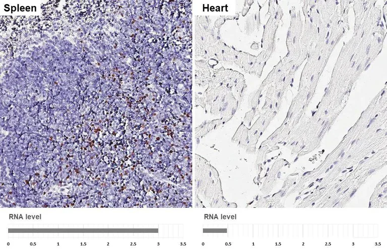 Immunohistochemistry (Formalin/PFA-fixed paraffin-embedded sections) - Anti-FOXP3 antibody [HL4717] - BSA and Azide free (AB327564)