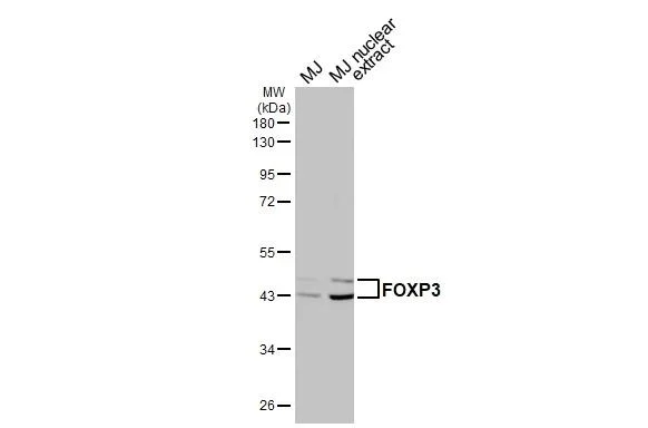 Western blot - Anti-FOXP3 antibody [HL4717] - BSA and Azide free (AB327564)