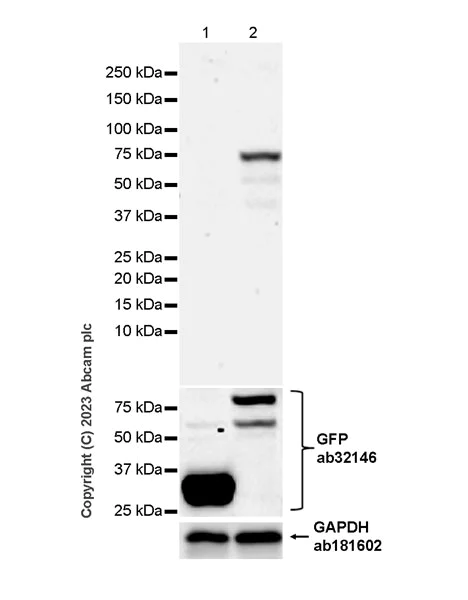Western blot - Anti-FOXP3 antibody [mAbcam 450] - Mouse IgG2a (AB309108)
