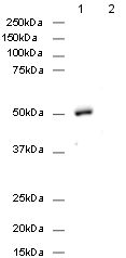 Western blot - Anti-FOXP3 antibody [mAbcam 450] - Mouse IgG3 (AB450), expandable thumbnail
