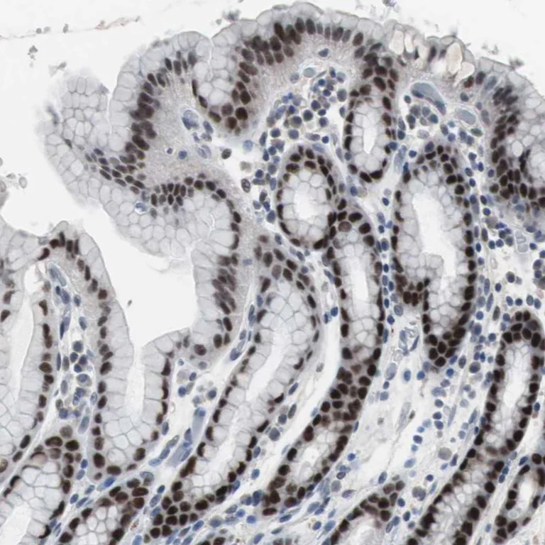 Immunohistochemistry (Formalin/PFA-fixed paraffin-embedded sections) - Anti-FOXP4 antibody (AB251688)