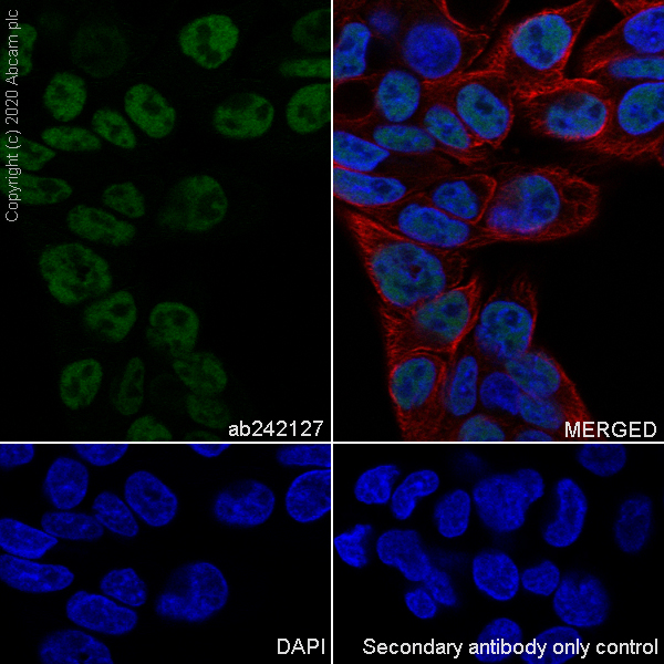 Immunocytochemistry/ Immunofluorescence - Anti-FOXP4 antibody [EPR22714-2] (AB242127), expandable thumbnail