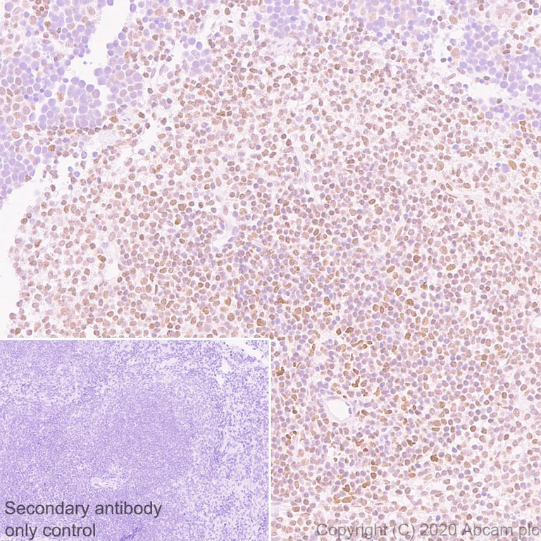 Immunohistochemistry (Formalin/PFA-fixed paraffin-embedded sections) - Anti-FOXP4 antibody [EPR22714-2] (AB242127)
