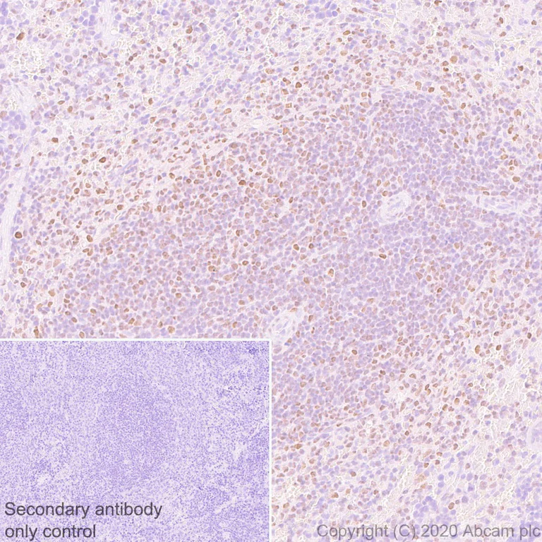 Immunohistochemistry (Formalin/PFA-fixed paraffin-embedded sections) - Anti-FOXP4 antibody [EPR22714-2] (AB242127)