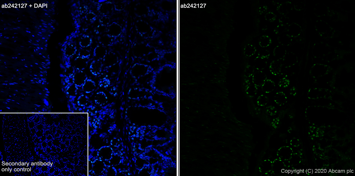 Immunohistochemistry (Frozen sections) - Anti-FOXP4 antibody [EPR22714-2] (ab242127), expandable thumbnail