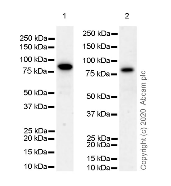 Western blot - Anti-FOXP4 antibody [EPR22714-2] (ab242127), expandable thumbnail