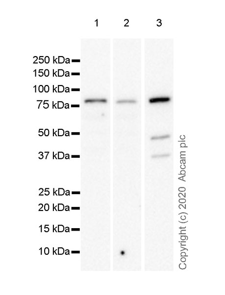 Western blot - Anti-FOXP4 antibody [EPR22714-2] (ab242127), expandable thumbnail