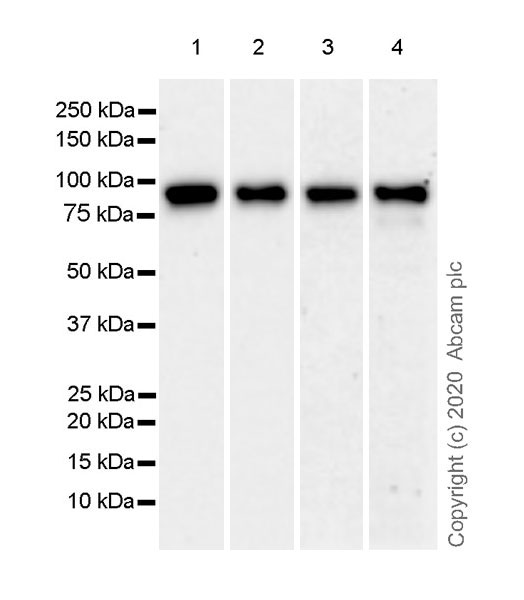 Western blot - Anti-FOXP4 antibody [EPR22714-2] (AB242127), expandable thumbnail