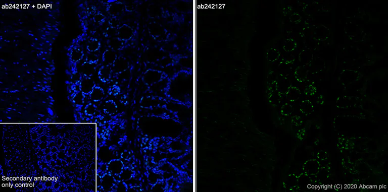 Immunohistochemistry (Frozen sections) - Anti-FOXP4 antibody [EPR22714-2] - BSA and Azide free (AB279342)
