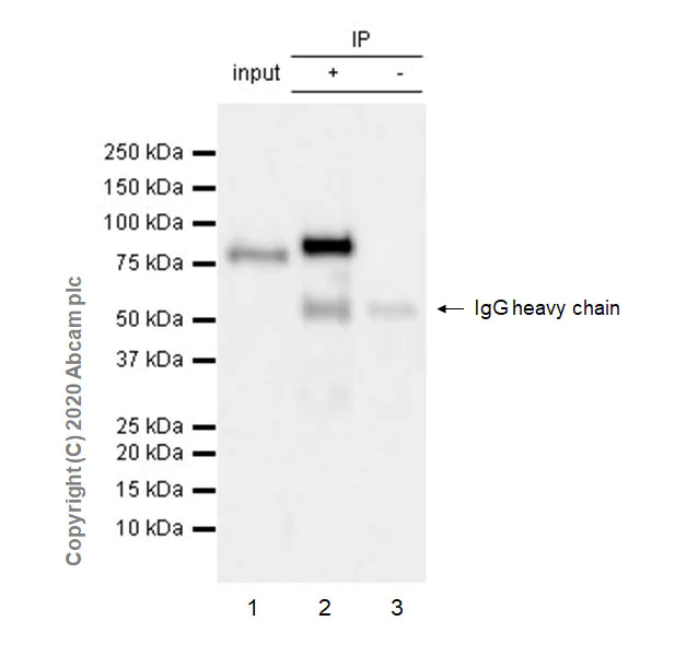 Immunoprecipitation - Anti-FOXP4 antibody [EPR22714-2] - BSA and Azide free (AB279342)