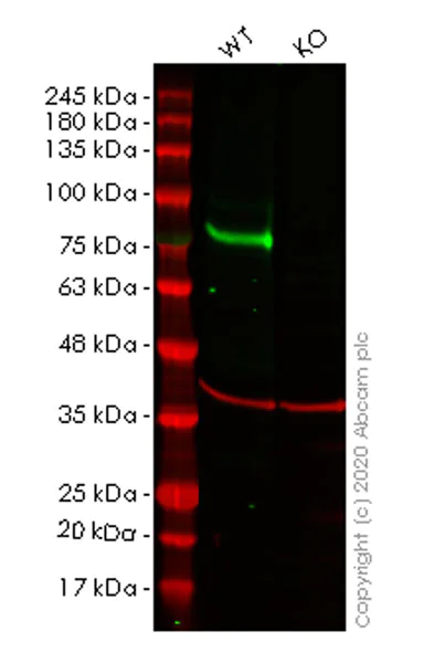 Western blot - Anti-FOXP4 antibody [EPR22714-2] - BSA and Azide free (AB279342)