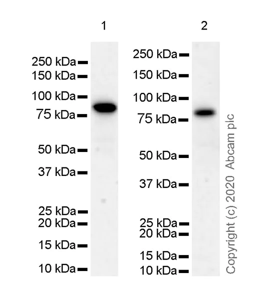 Western blot - Anti-FOXP4 antibody [EPR22714-2] - BSA and Azide free (AB279342)