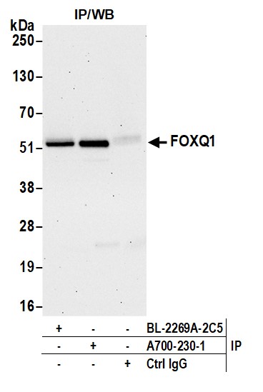Immunoprecipitation - Anti-FOXQ1 antibody [BLR230K] - BSA free (AB314093), expandable thumbnail