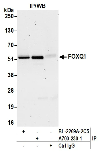 Immunoprecipitation - Anti-FOXQ1 antibody [BLR230K] - BSA free (AB314093)