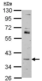 Western blot - Anti-FOXR2 antibody (AB151476)