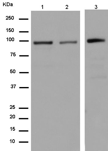 Western blot - Anti-FP100 antibody [EPR13721-22] - C-terminal (AB180157)