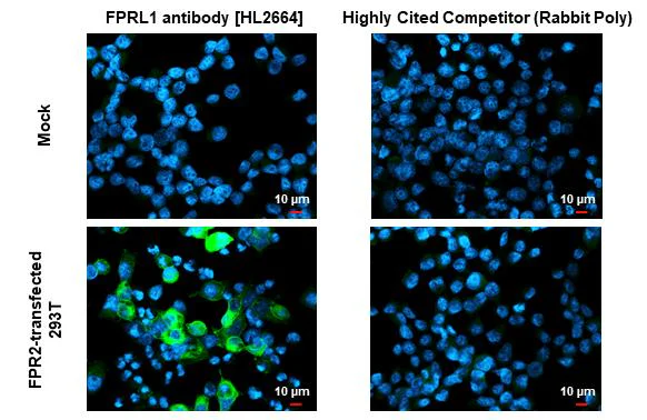 Immunocytochemistry/ Immunofluorescence - Anti-FPR2 antibody [HL2664] - BSA and Azide free (AB325854)
