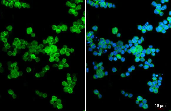 Immunocytochemistry/ Immunofluorescence - Anti-FPR2 antibody [HL2664] - BSA and Azide free (AB325854)