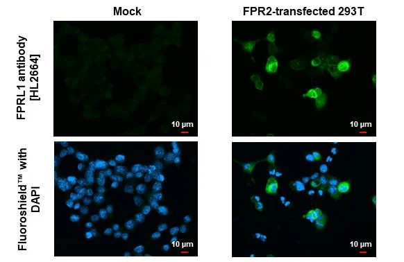 Immunocytochemistry/ Immunofluorescence - Anti-FPR2 antibody [HL2664] - BSA and Azide free (AB325854)