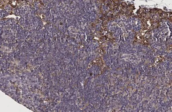 Immunohistochemistry (Formalin/PFA-fixed paraffin-embedded sections) - Anti-FPR2 antibody [HL2664] - BSA and Azide free (AB325854)