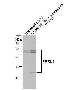 Western blot - Anti-FPR2 antibody [HL2664] - BSA and Azide free (AB325854)