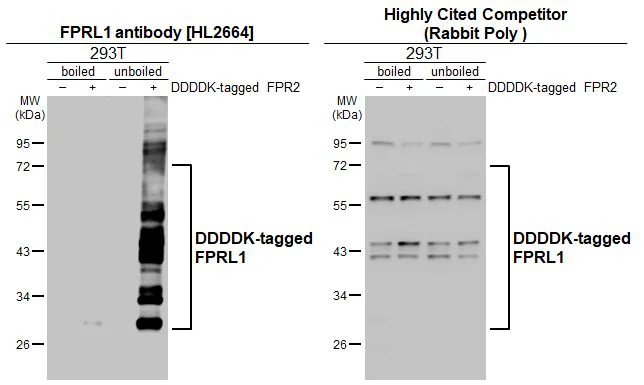 Western blot - Anti-FPR2 antibody [HL2664] - BSA and Azide free (AB325854)