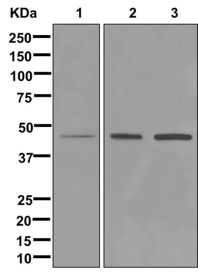 Western blot - Anti-FPR3 antibody [EPR11865] (AB172908)