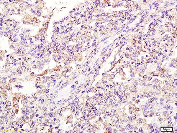 Immunohistochemistry (Formalin/PFA-fixed paraffin-embedded sections) - Anti-FPRL1/RFP antibody (AB203129)