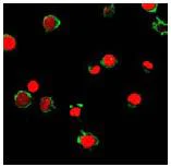 Immunocytochemistry/ Immunofluorescence - Anti-FPRL1/RFP antibody (AB63022)