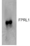 Western blot - Anti-FPRL1/RFP antibody (AB63022)