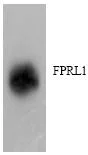 Western blot - Anti-FPRL1/RFP antibody (AB63023)