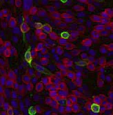 Immunocytochemistry/ Immunofluorescence - Anti-FPRL1/RFP antibody [GM1D6] (AB26316)