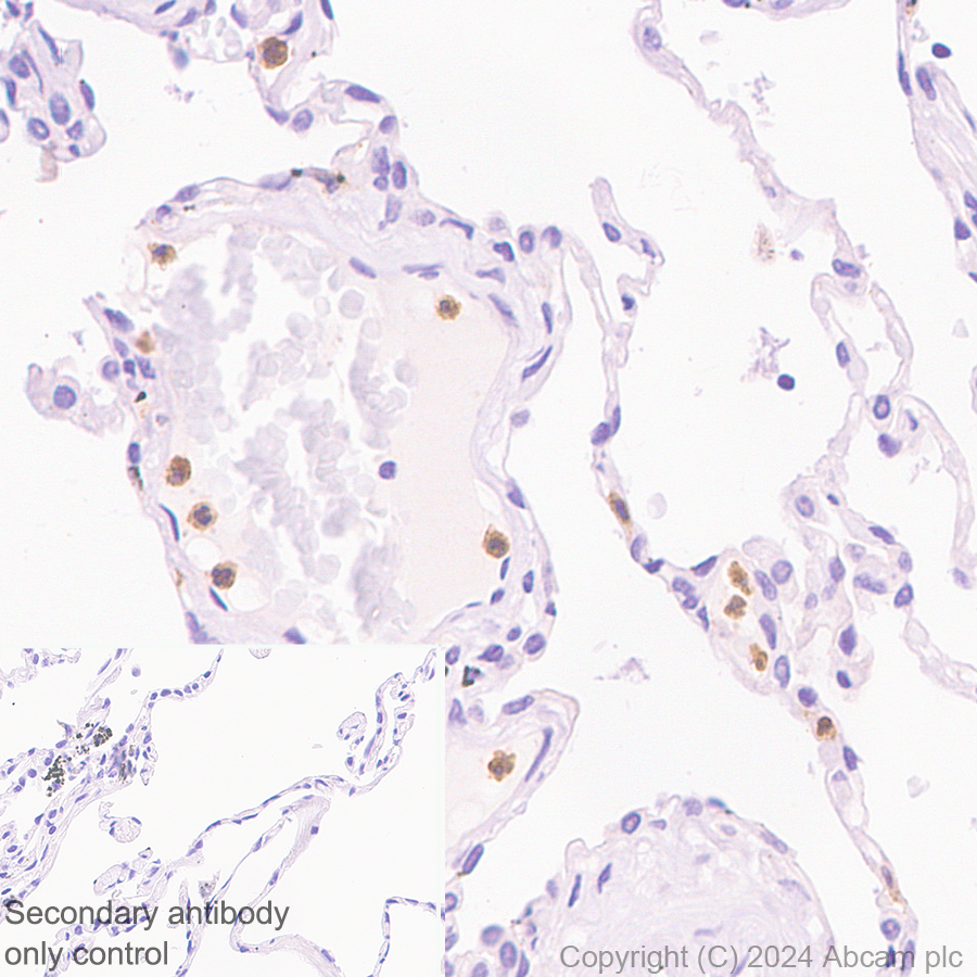 Immunohistochemistry (Formalin/PFA-fixed paraffin-embedded sections) - Anti-FPRL1/RFP + FPR3 antibody [EPR28515-94] (AB317815), expandable thumbnail