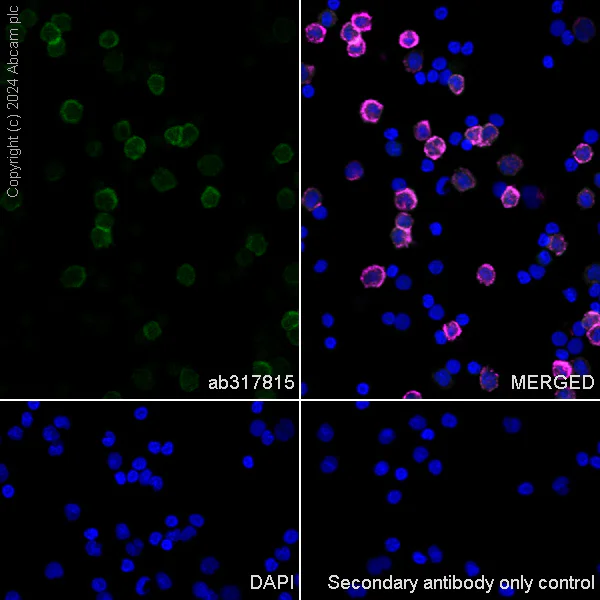 Immunocytochemistry/ Immunofluorescence - Anti-FPRL1/RFP + FPR3 antibody [EPR28515-94] - BSA and Azide free (AB317816)
