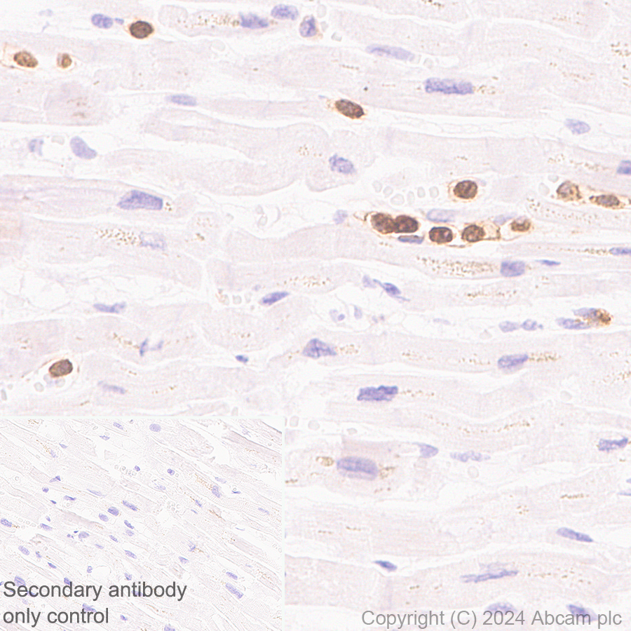Immunohistochemistry (Formalin/PFA-fixed paraffin-embedded sections) - Anti-FPRL1/RFP + FPR3 antibody [EPR28515-94] - BSA and Azide free (AB317816), expandable thumbnail