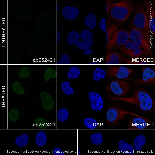 Immunocytochemistry/ Immunofluorescence - Anti-FRA1 antibody [EPR23767-177] (AB252421)