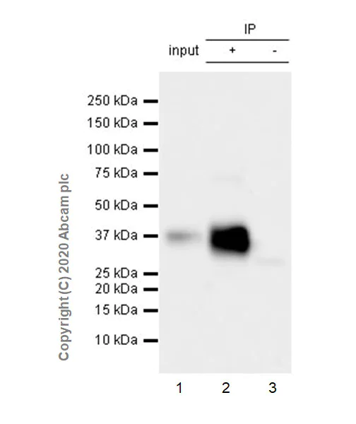 Immunoprecipitation - Anti-FRA1 antibody [EPR23767-177] - BSA and Azide free (AB278103)