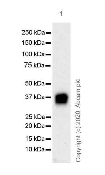 Western blot - Anti-FRA1 antibody [EPR23767-177] - BSA and Azide free (AB278103)