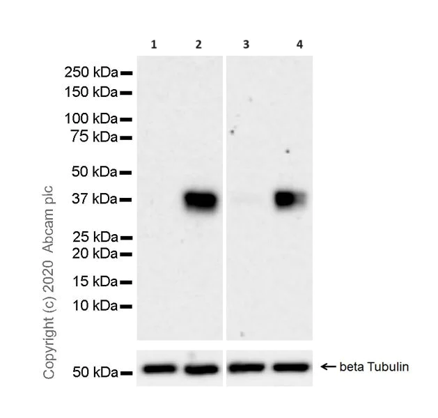 Western blot - Anti-FRA1 antibody [EPR23767-177] - BSA and Azide free (AB278103)