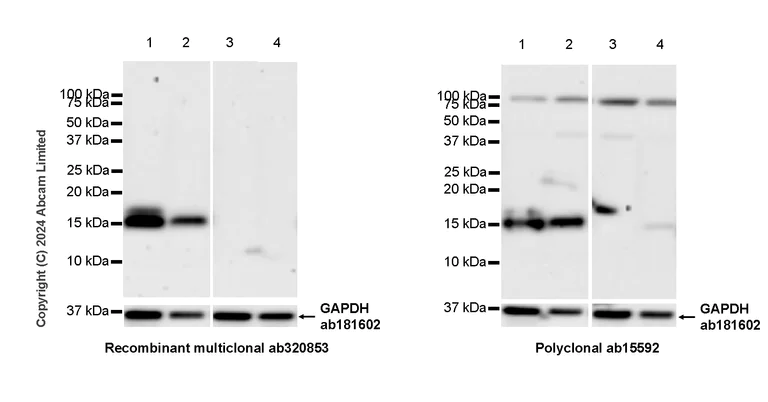 Western blot - Anti-Fragilis antibody (AB15592)