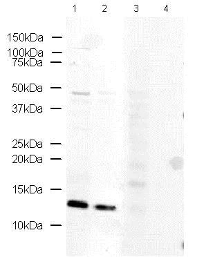Western blot - Anti-Fragilis antibody (AB15592)