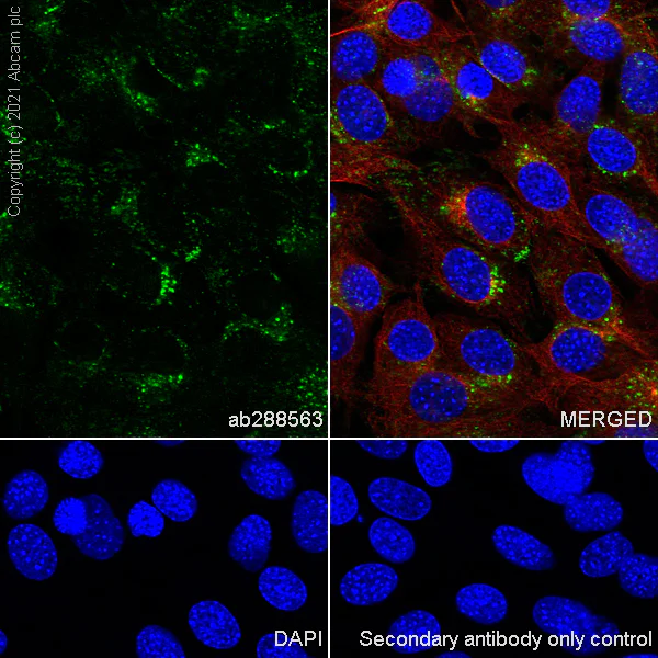 Immunocytochemistry/ Immunofluorescence - Anti-Fragilis antibody [EPR26405-14] - BSA and Azide free (AB288569)